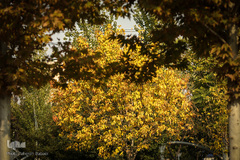 پاییز تهران