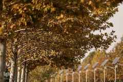 پاییز تهران