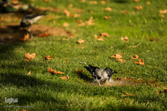 پاییز تهران