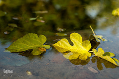 پاییز تهران