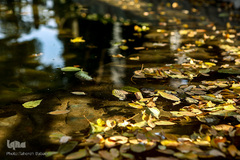 پاییز تهران