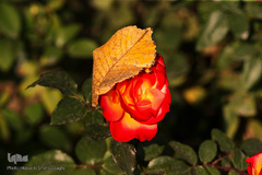 جلوه‌های پاییز