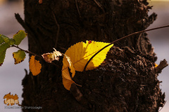 جلوه‌های پاییز