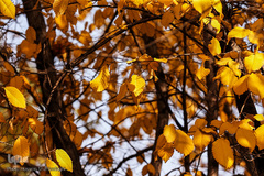 جلوه‌های پاییز