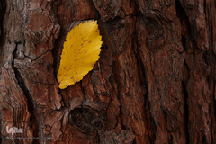 جلوه‌های پاییز