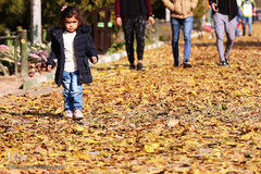 جلوه‌های پاییز