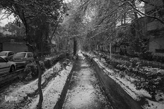 نصف جهان سفیدپوش شد