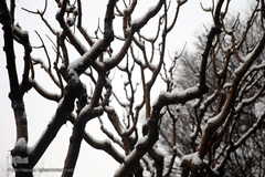 بارش برف زمستانی در تهران