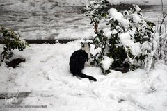 بارش برف زمستانی در تهران