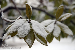 بارش برف زمستانی در تهران