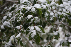 بارش برف زمستانی در تهران