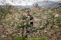 هجوم ملخ ها به کنیا