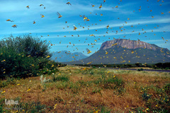 هجوم ملخ ها به کنیا