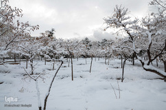 چهره برفی تبریز