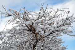 چهره برفی تبریز