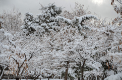 چهره برفی تبریز