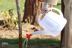 کاشت دو نهال توسط رهبر انقلاب در هفته منابع طبیعی