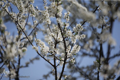 نرم نرمک می‌رسد اینک بهار