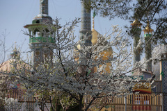 نرم نرمک می‌رسد اینک بهار