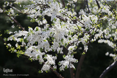 نرم نرمک می‌رسد اینک بهار