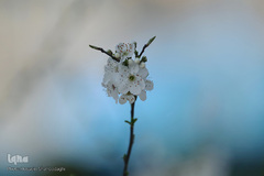 نرم نرمک می‌رسد اینک بهار