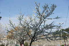 نرم نرمک می‌رسد اینک بهار