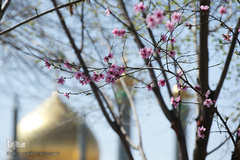 نرم نرمک می‌رسد اینک بهار