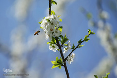 نرم نرمک می‌رسد اینک بهار