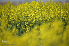 نرم نرمک می‌رسد اینک بهار