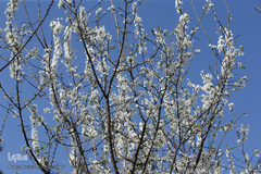 نرم نرمک می‌رسد اینک بهار