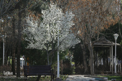 نرم نرمک می‌رسد اینک بهار