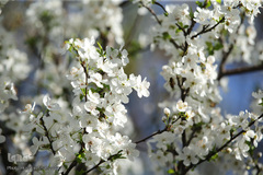 نرم نرمک می‌رسد اینک بهار