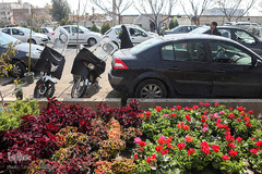 بازار گل محلاتی تهران