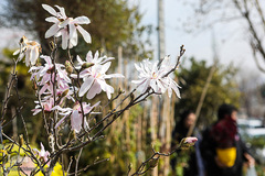 بازار گل محلاتی تهران