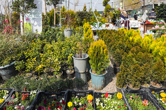 بازار گل محلاتی تهران