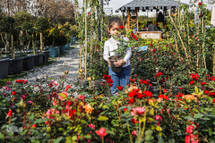 بازار گل محلاتی تهران