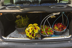 بازار گل محلاتی تهران