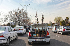 بازار گل محلاتی تهران