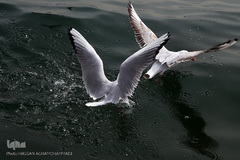 دریاچه خلیج فارس