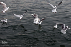 دریاچه خلیج فارس