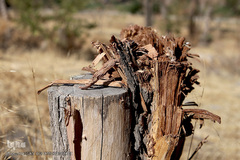 پارک جنگلی چیتگر