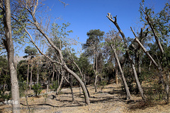 پارک جنگلی چیتگر