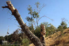 پارک جنگلی چیتگر