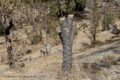 پارک جنگلی چیتگر