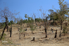 پارک جنگلی چیتگر