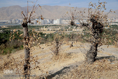 پارک جنگلی چیتگر