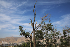 پارک جنگلی چیتگر