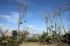 پارک جنگلی چیتگر