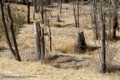 پارک جنگلی چیتگر