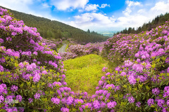 بهار در جهان